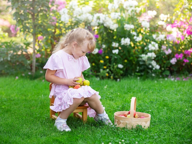 blondes Mädchen sammelt Obst in einem Korbsommertag