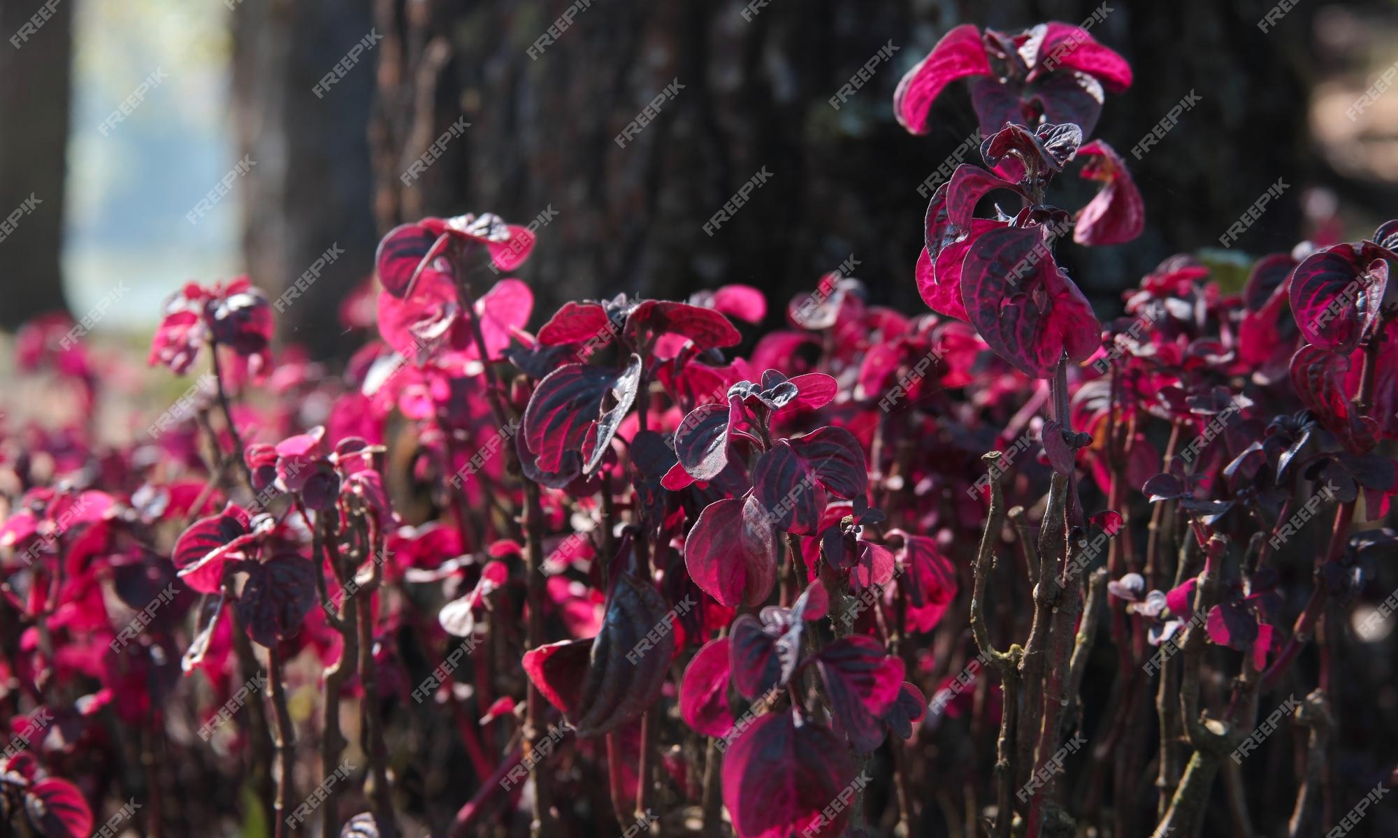 Bloodleaf ou folha vermelha é uma espécie de planta com flor na família  amaranto. alguns chamam essa planta de | Foto Premium