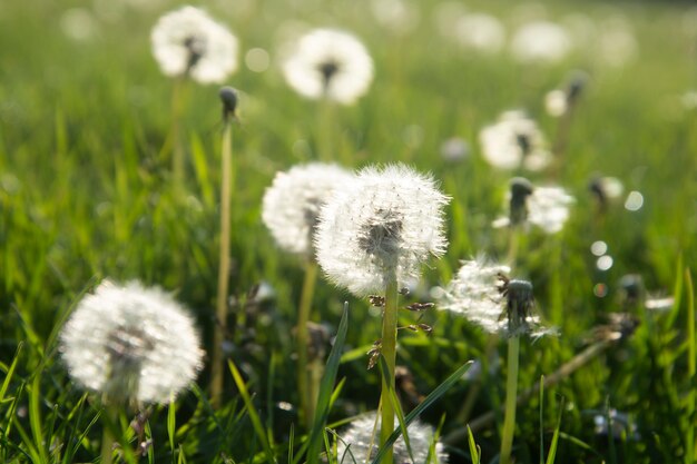 Bloomig flores de diente de león. Concepto de tiempo de primavera