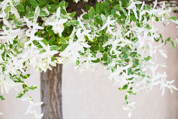 Foto blooming árbol, redondeado árbol recortado