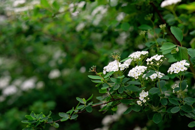 Blooming arbusto verde Spiraea nipponica Snowmound con flores blancas en primavera. Textura floral