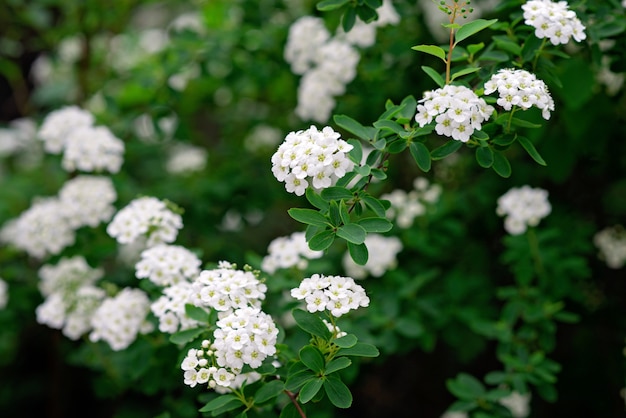 Blooming arbusto verde Spiraea nipponica Snowmound con flores blancas en primavera. Textura floral