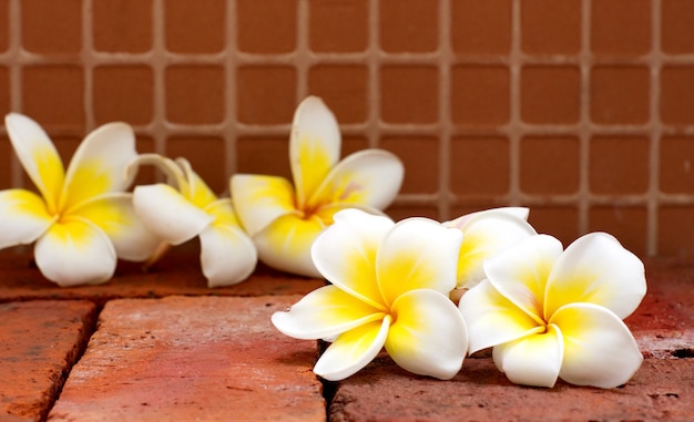 Blooming branco Plumeria ou Frangipani flores no chão de tijolo