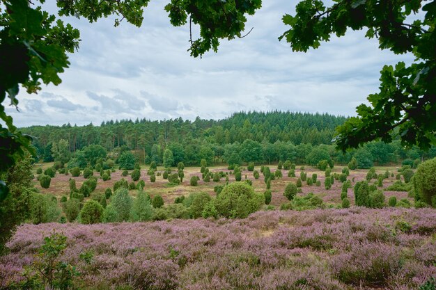 Blooming brezales flores en un día de otoño en luneburg heath