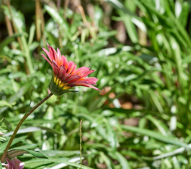 Blooming brotes de Gazania rosa