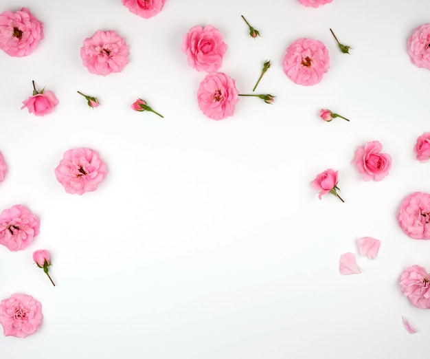 Blooming brotes de rosas rosadas en blanco