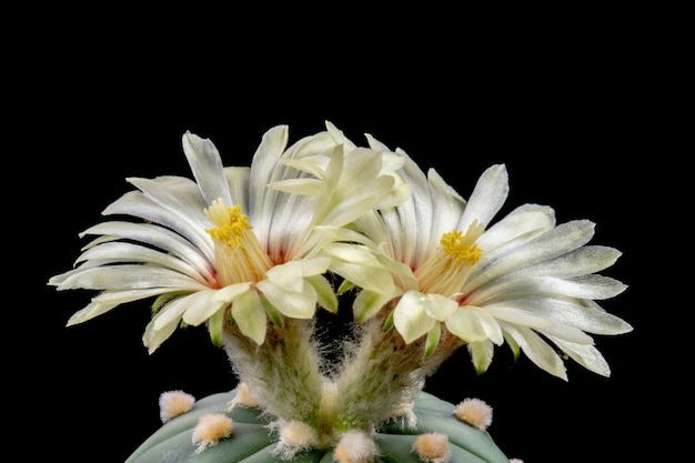 Blooming Cactus Flores Astrophytum Asterias
