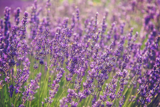 Blooming campo de lavanda. Flores de verano