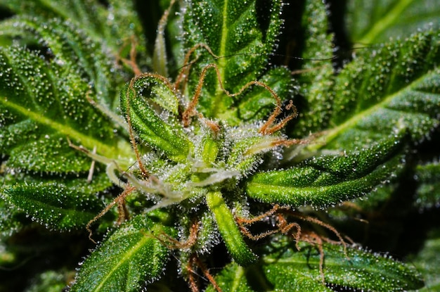 Blooming Cannabis Marihuana Cogollos Maduros Verdes Flores
