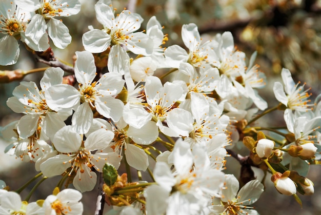 Blooming cherry en un jardín