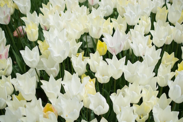 Blooming coloridas flores de tulipán como fondo floral