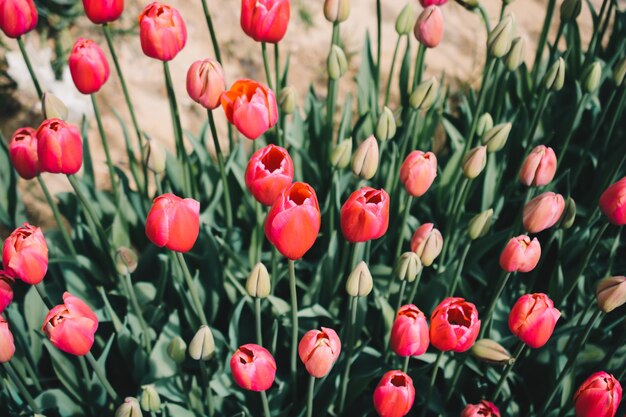 Blooming coloridas flores de tulipán como fondo floral