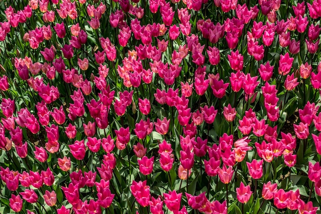 Blooming coloridas flores de tulipán como fondo floral