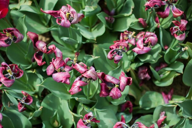 Foto blooming coloridas flores de tulipán como fondo floral