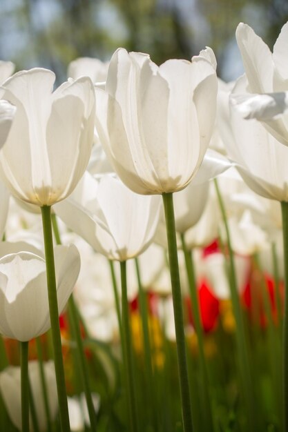 Blooming coloridas flores de tulipán como fondo floral