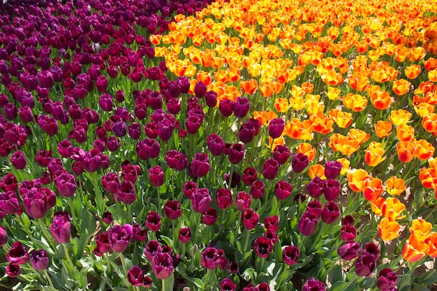 Blooming coloridas flores de tulipán en el jardín como fondo floral