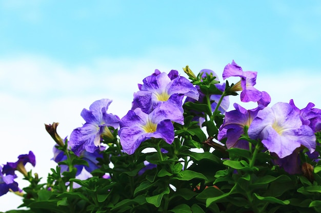 Blooming colorido Garden PetuniaCommon Petunia flores con fondo de cielo azul