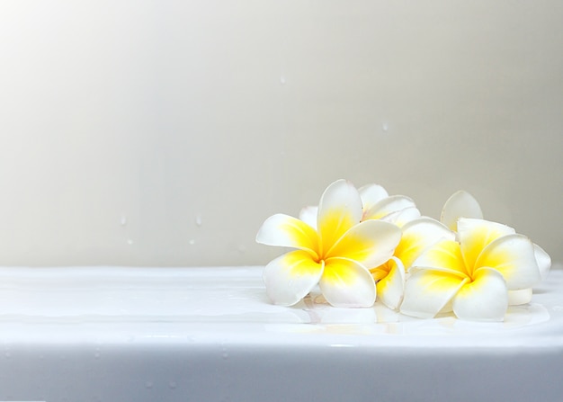 Blooming flores blancas del Plumeria o del Frangipani en el piso de cerámica blanco