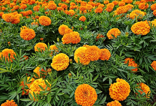 Blooming flores de caléndula naranja y amarillo y hoja verde en jardín
