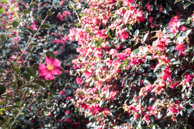 Blooming flores de camelia de la isla de Jeju, Corea