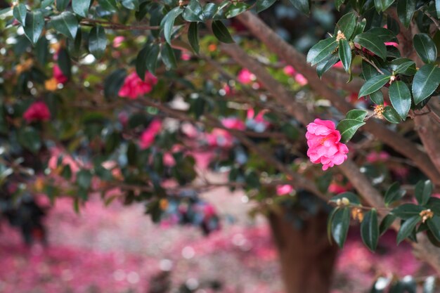 Blooming flores de camelia de la isla de Jeju, Corea