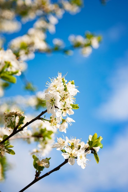 Blooming flores de cerezo blanco sobre fondo de cielo azul