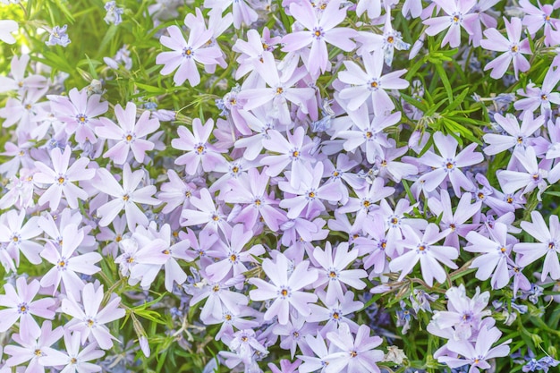 Blooming flores lilas de cerca