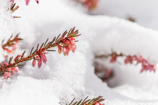 Blooming flores rosadas Erica carnea en la nieve Concepto de jardinería de fondo de primavera