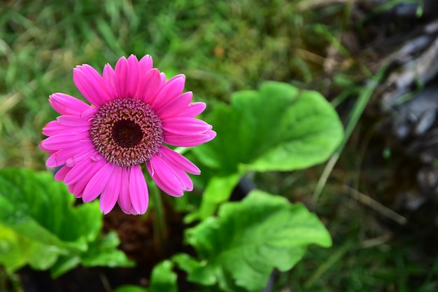 Blooming Gebera rosa com folha verde