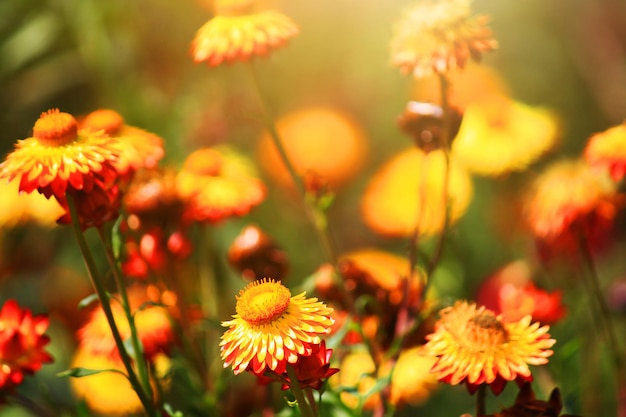 Blooming Helichrysum bracteatum Willdflowers o flor de paja Flores eternas en la luz natural del sol