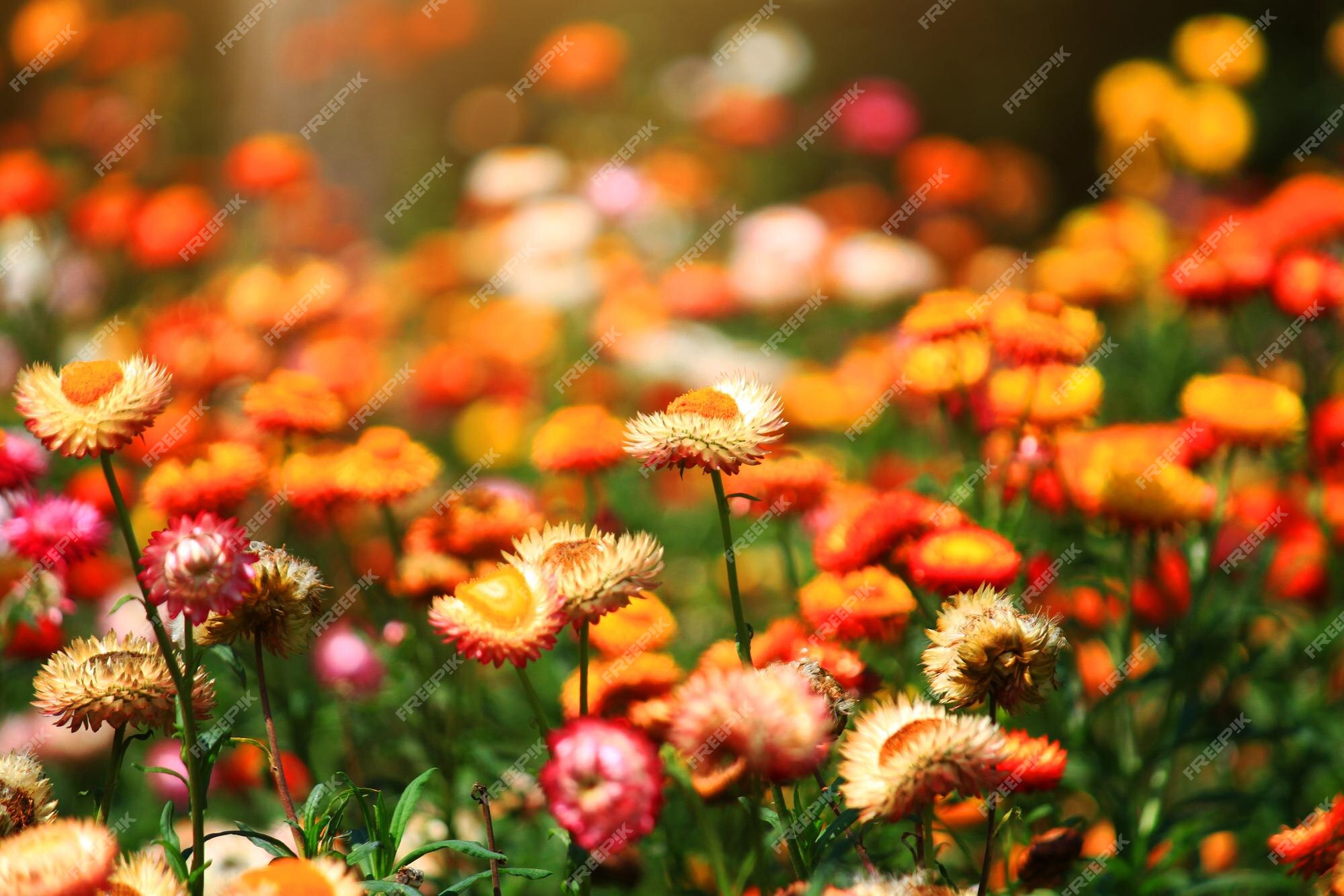 Blooming helichrysum bracteatum willdflowers o flor de paja flores eternas  en la luz natural del sol | Foto Premium