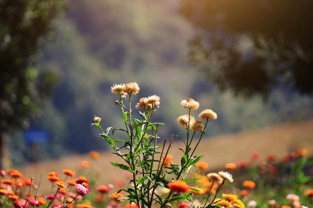 Blooming Helichrysum bracteatum Willdflowers o flor de paja, flores eternas a la luz del sol natural.