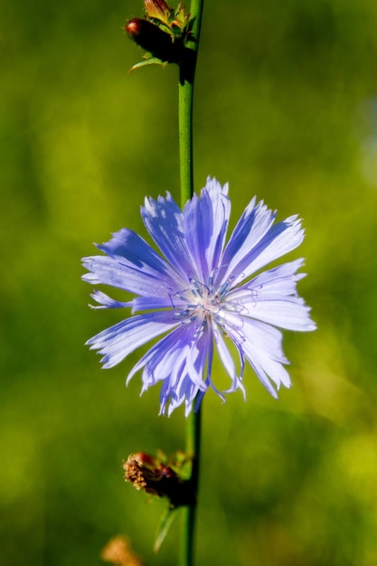 Blooming hermosa flor achicoria silvestre