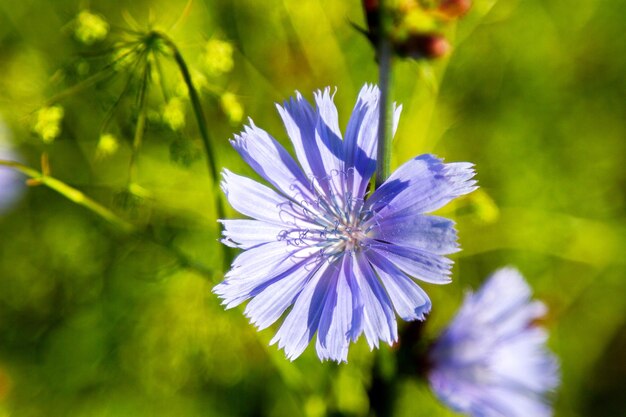 Blooming hermosa flor achicoria silvestre