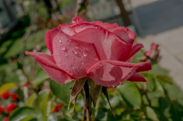 Blooming hermosa rosa colorida en fondo floral