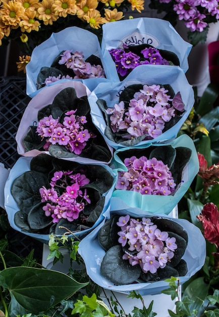 Blooming hermosas flores frescas de colores en jarrones