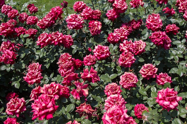 Blooming hermosas rosas coloridas como fondo floral