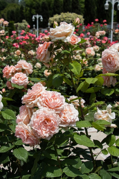 Blooming hermoso ramo de rosas en el jardín