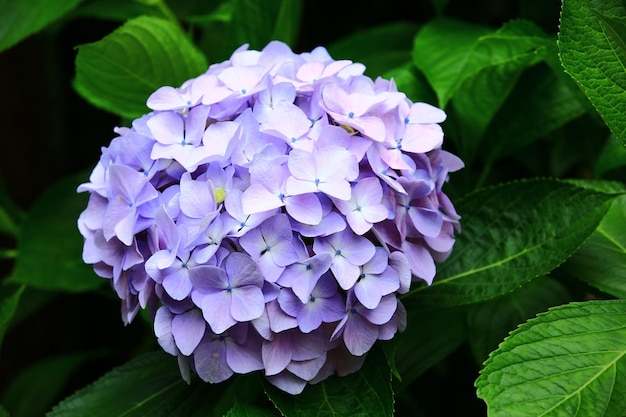 Blooming HydrangeaBigleaf Hyrdangea flowercloseup de azul con púrpura Hydrangea flor