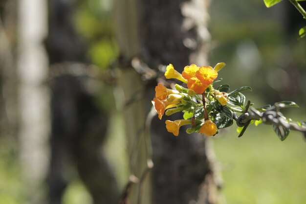 Blooming in der Verkabelung