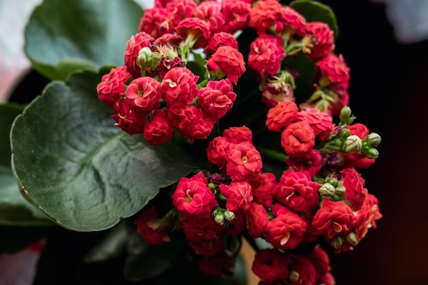 Blooming Kalanchoe primer plano Flores rojas de Kalanchoe