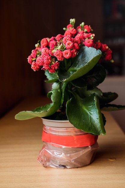 Blooming Kalanchoe primer plano Flores rojas de Kalanchoe