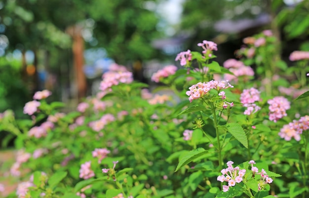 Blooming Lantana Camara Hermosa de pequeñas flores en el jardín