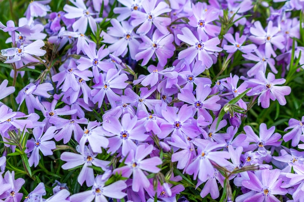 Blooming lila pintoresco patrón de flores