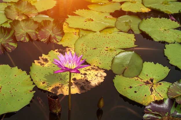 Blooming Lotus en la superficie plana del agua