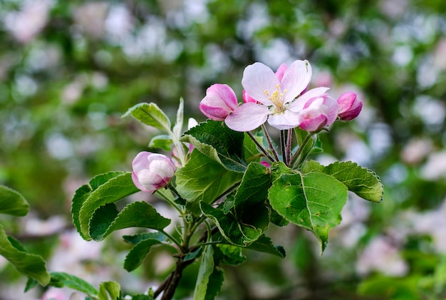 Blooming Manzano