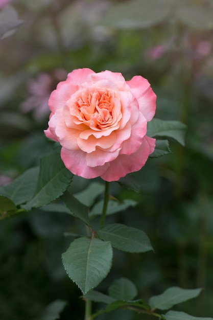 Blooming melocotón rosa rosa naranja Augusta Luise Rose con bordes ondulados de pétalos