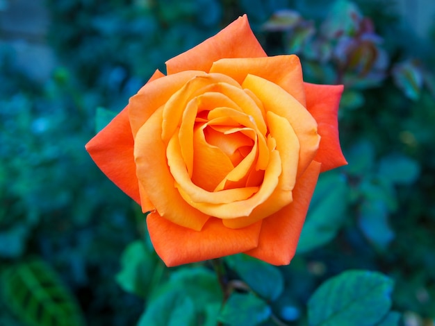 Blooming orange rose creciendo en el jardín