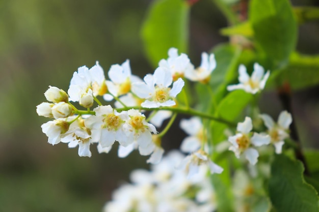 Blooming pájaro cereza racimos blancos de flores