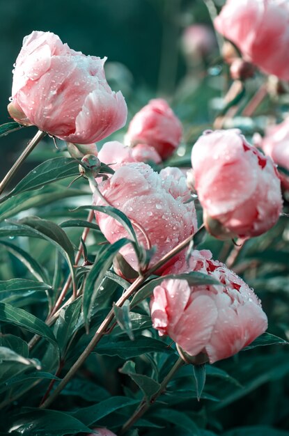 Blooming peonías rosas en el jardín de verano